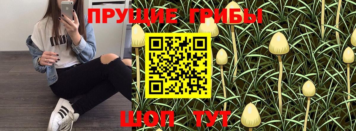 Галлюциногенные грибы Psilocybe Северобайкальск